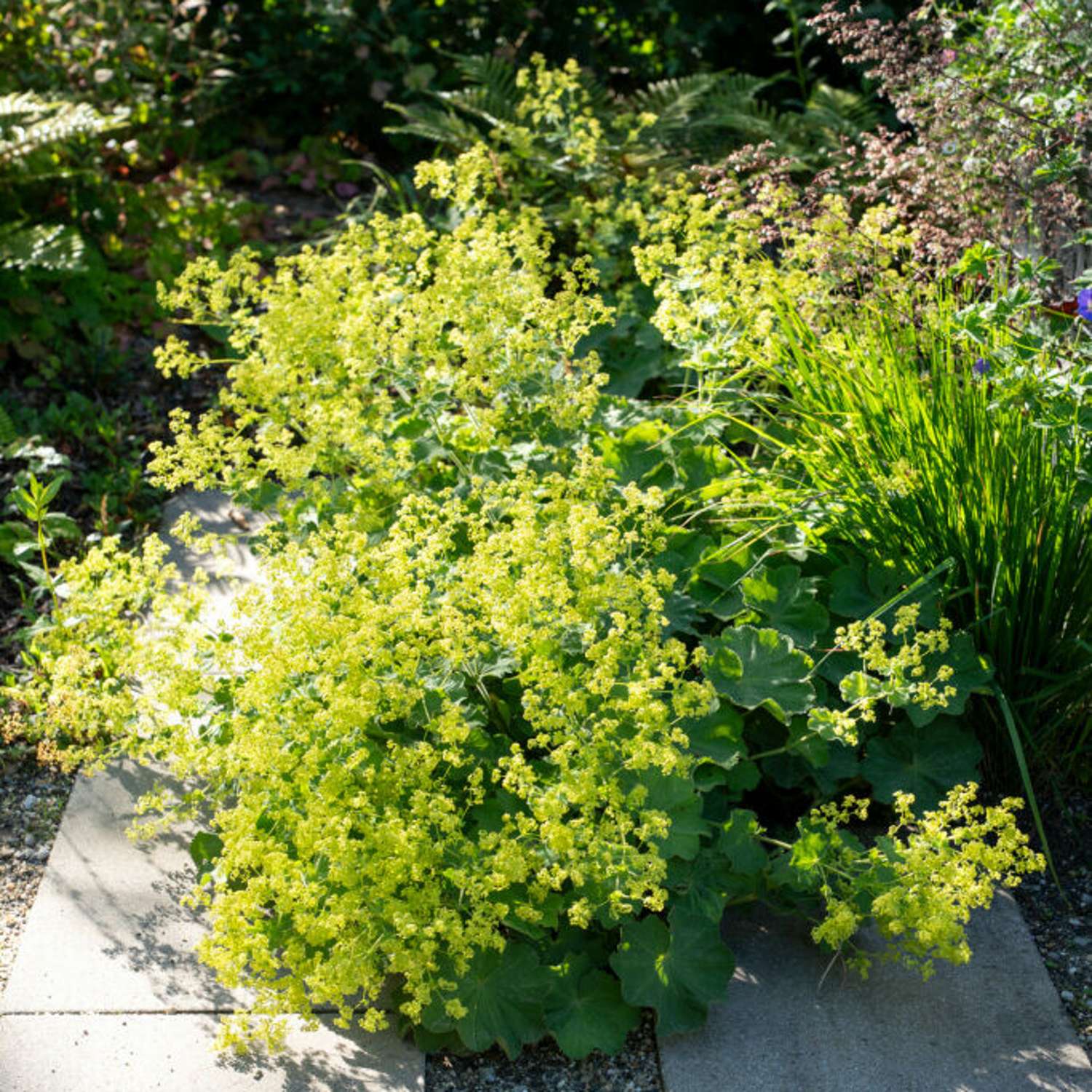 Jättipoimulehti (Alchemilla mollis)